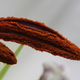Image for article titled Are allergies for real?